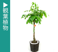 観葉植物
