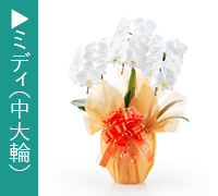 ミディ胡蝶蘭（中大輪）