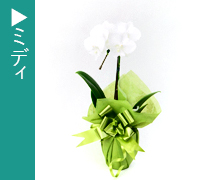 ミディ胡蝶蘭
