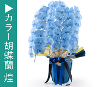 カラー胡蝶蘭　煌